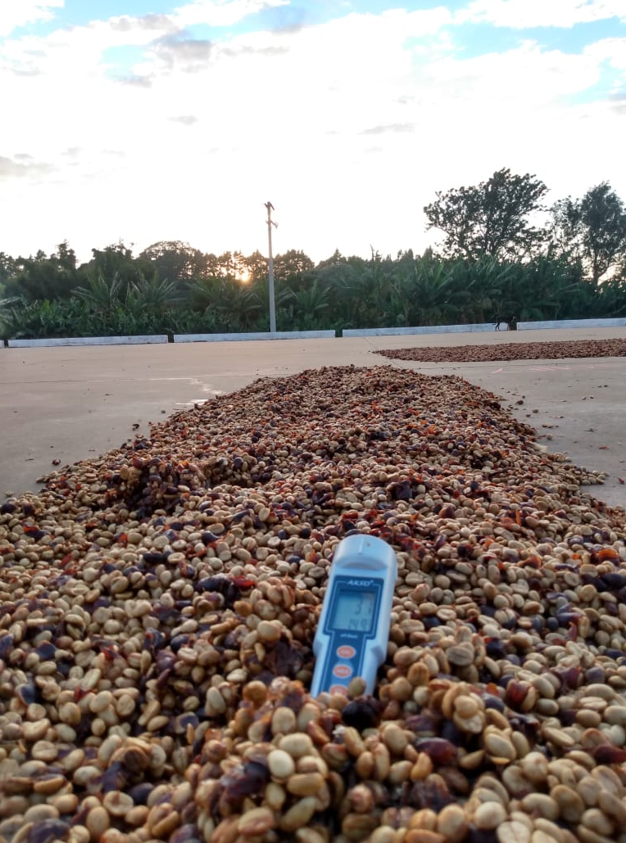 Arabela Pereira Lima Brazil