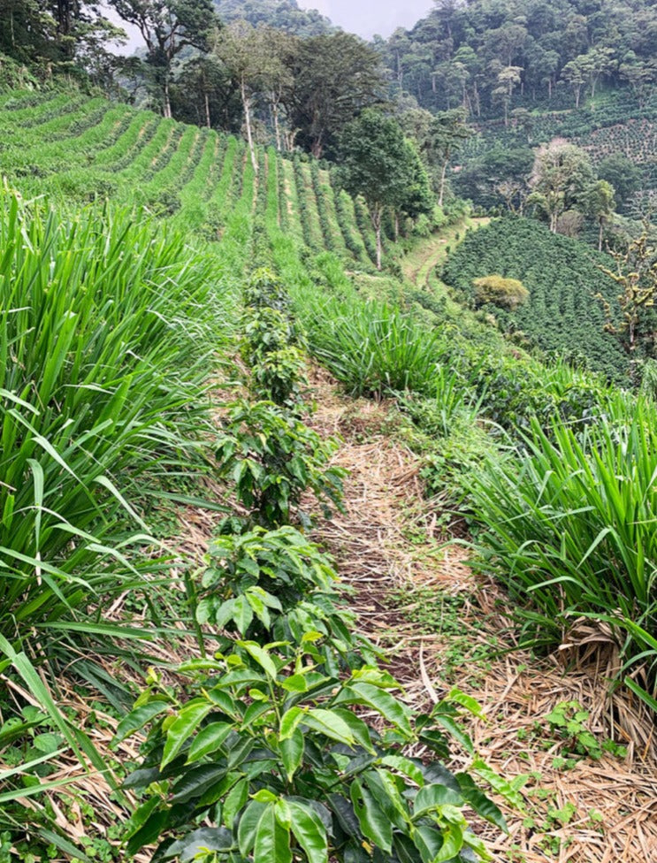 La Bastilla Estates Nicaragua